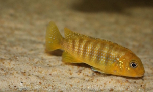 Pseudotropheus sp. 'ndumbi gold'